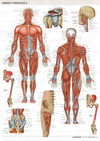 Pack 2 Láminas - Huesos y Músculos ISBN: Marban Libros