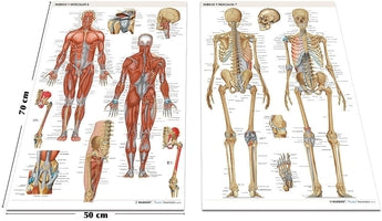Pack 2 Láminas - Huesos y Músculos ISBN: Marban Libros