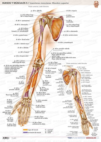 Pack 2 Láminas - Insercciones Musculares ISBN: Marban Libros