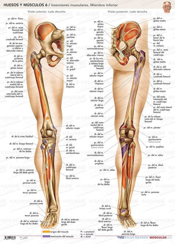 Pack 2 Láminas - Insercciones Musculares ISBN: Marban Libros