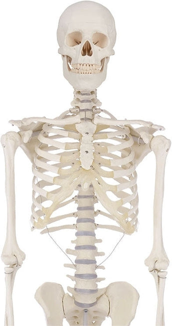 Modelo anatómico de 85 cm para estudio y soporte del esqueleto humano
