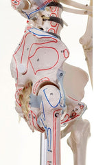 SKU: 3010 - ESQUELETO 'BERT' CON LIGAMENTOS E INSERCIONES MUSCULARES ISBN: 3010 Marban Libros