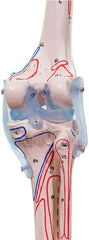 SKU: 3010 - ESQUELETO 'BERT' CON LIGAMENTOS E INSERCIONES MUSCULARES ISBN: 3010 Marban Libros