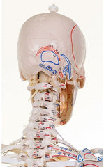 SKU: 3010 - ESQUELETO 'BERT' CON LIGAMENTOS E INSERCIONES MUSCULARES ISBN: 3010 Marban Libros