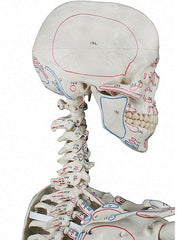SKU: 3010 - ESQUELETO 'BERT' CON LIGAMENTOS E INSERCIONES MUSCULARES ISBN: 3010 Marban Libros