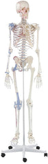 SKU: 3010 - ESQUELETO 'BERT' CON LIGAMENTOS E INSERCIONES MUSCULARES ISBN: 3010 Marban Libros