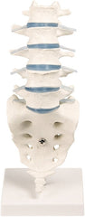 SKU: 4036 - MODELO COLUMNA VERTEBRAL LUMBAR ISBN: SKU: 4036 Marban Libros