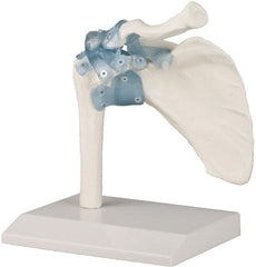 SKU: 4550 - MODELO ARTICULACIÓN DEL HOMBRO CON LIGAMENTOS ISBN: SKU: 4550 Marban Libros