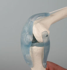 SKU: 4552 - MODELO ARTICULACIÓN DE LA RODILLA CON LIGAMENTOS ISBN: SKU: 4552 Marban Libros