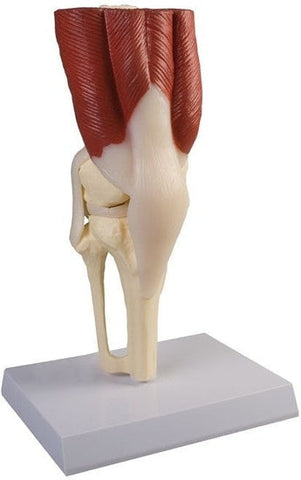 SKU: 4662 - MODELO DE RODILLA CON MUSCULATURA ISBN: 4662 Marban Libros