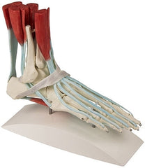 SKU: 6052 - MODELO DEL PIE Y TOBILLO CON LIGAMENTOS ISBN: SKU: 6052 Marban Libros