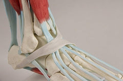 SKU: 6052 - MODELO DEL PIE Y TOBILLO CON LIGAMENTOS ISBN: SKU: 6052 Marban Libros