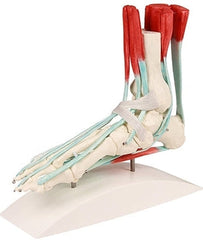 SKU: 6052 - MODELO DEL PIE Y TOBILLO CON LIGAMENTOS ISBN: SKU: 6052 Marban Libros