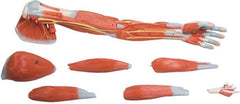 SKU: M211 - MODELO BRAZO CON MÚSCULOS (7 PIEZAS) ISBN: M211 Marban Libros